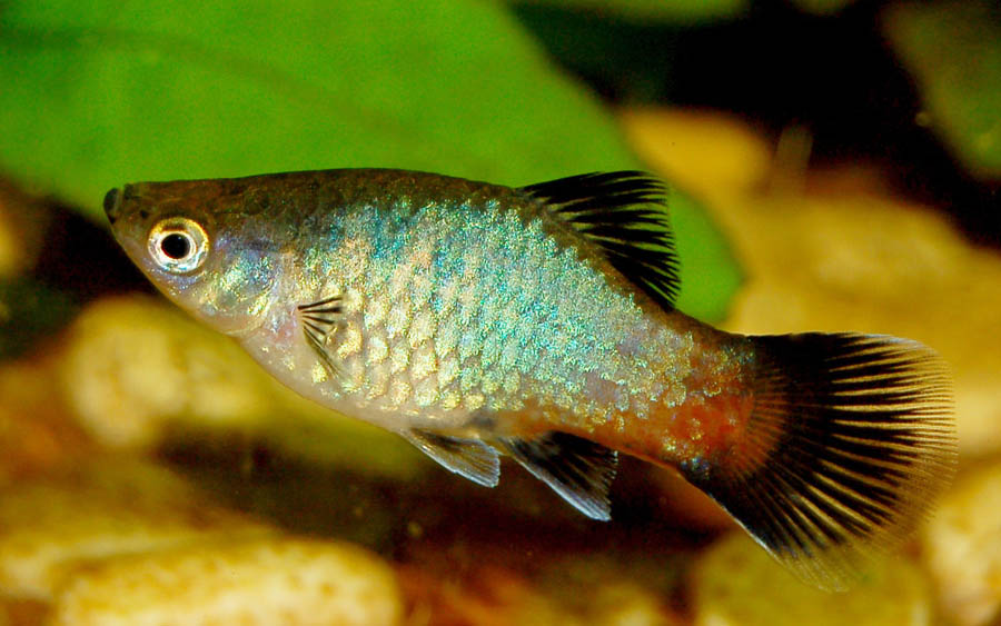 Xiphophorus maculatus, fêmea, variedade arco-íris (Marrabbio2 / Wikimedia)